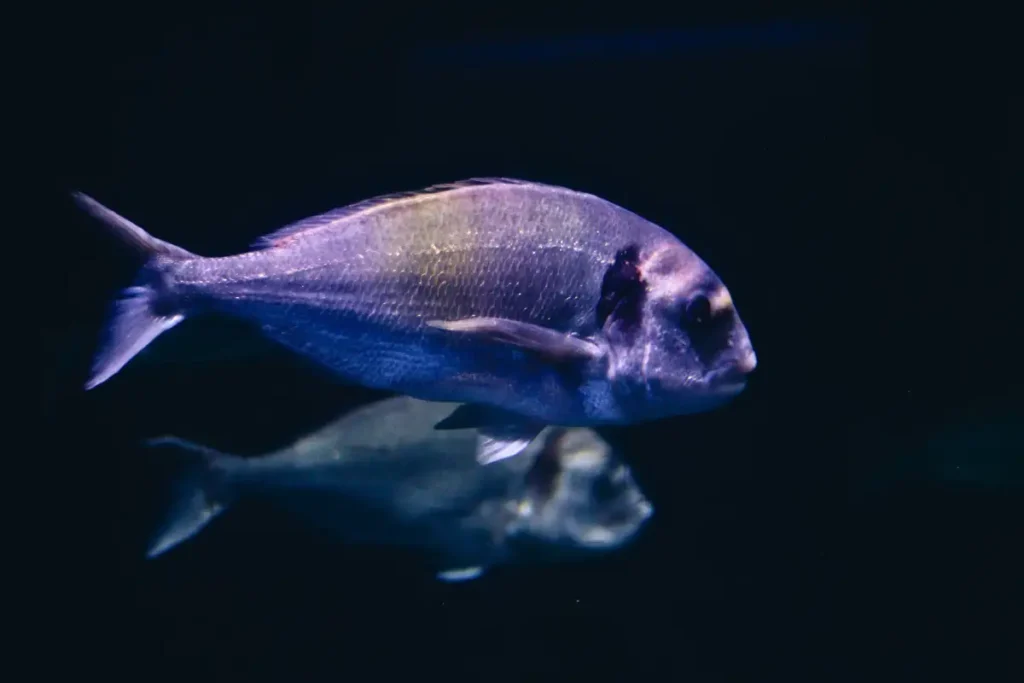 How Biotechnology Can Make Aquaculture Greener and Fresher