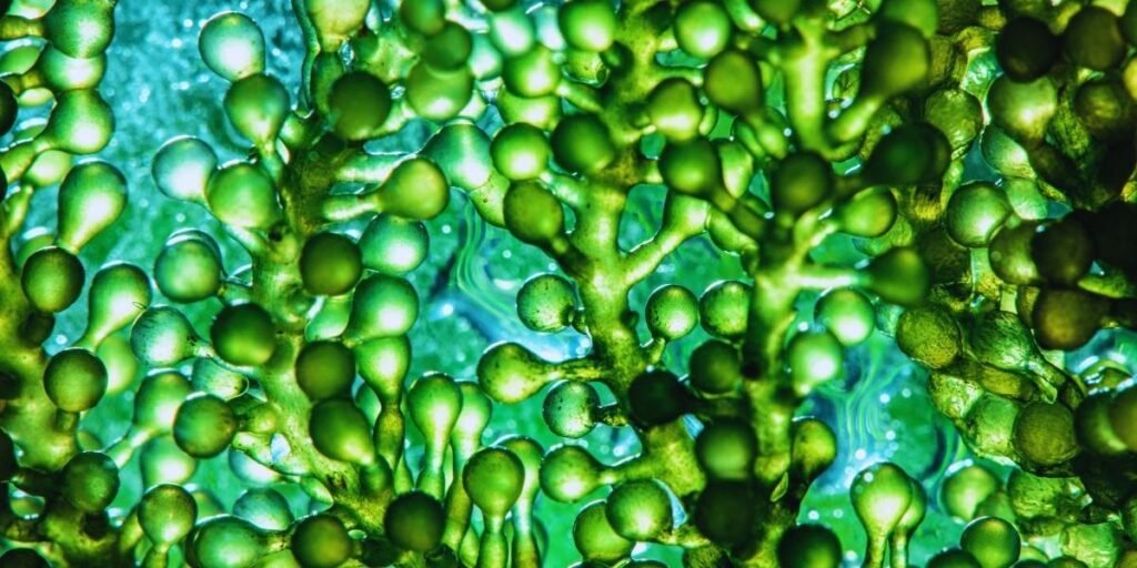 Green Factories: Why Pharma Giants Should Look at Microalgae for Drug Manufacturing