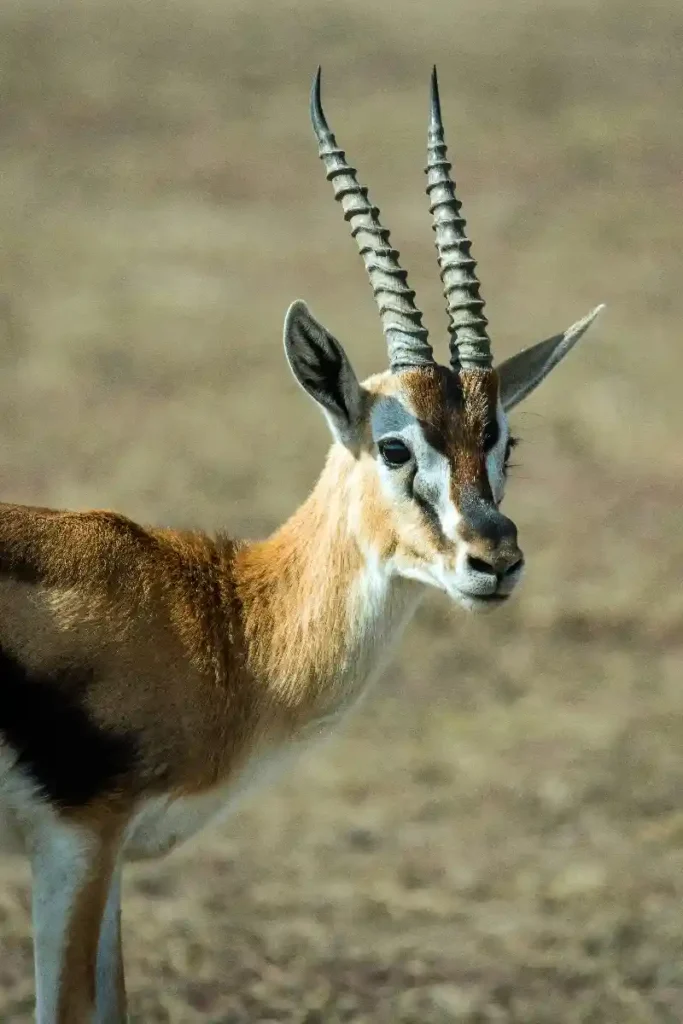 gazelle